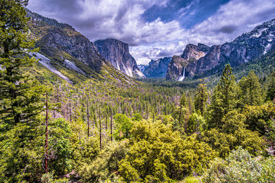 Scenic view of pine trees in forest against sky