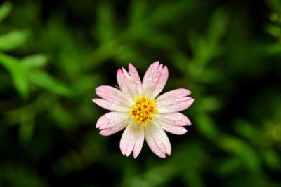 Close-up of pink flower