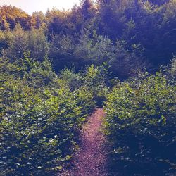 Plants growing on landscape