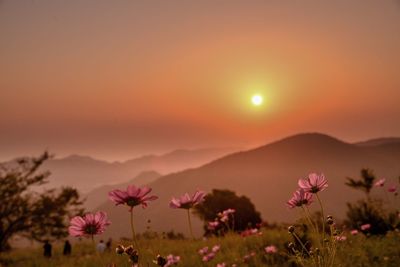Scenic view of pink flowering plants against sky during sunset