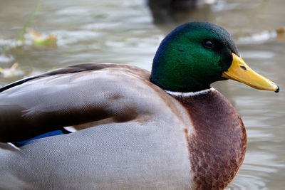 Close-up of a duck in lake