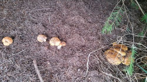 High angle view of mushroom growing outdoors