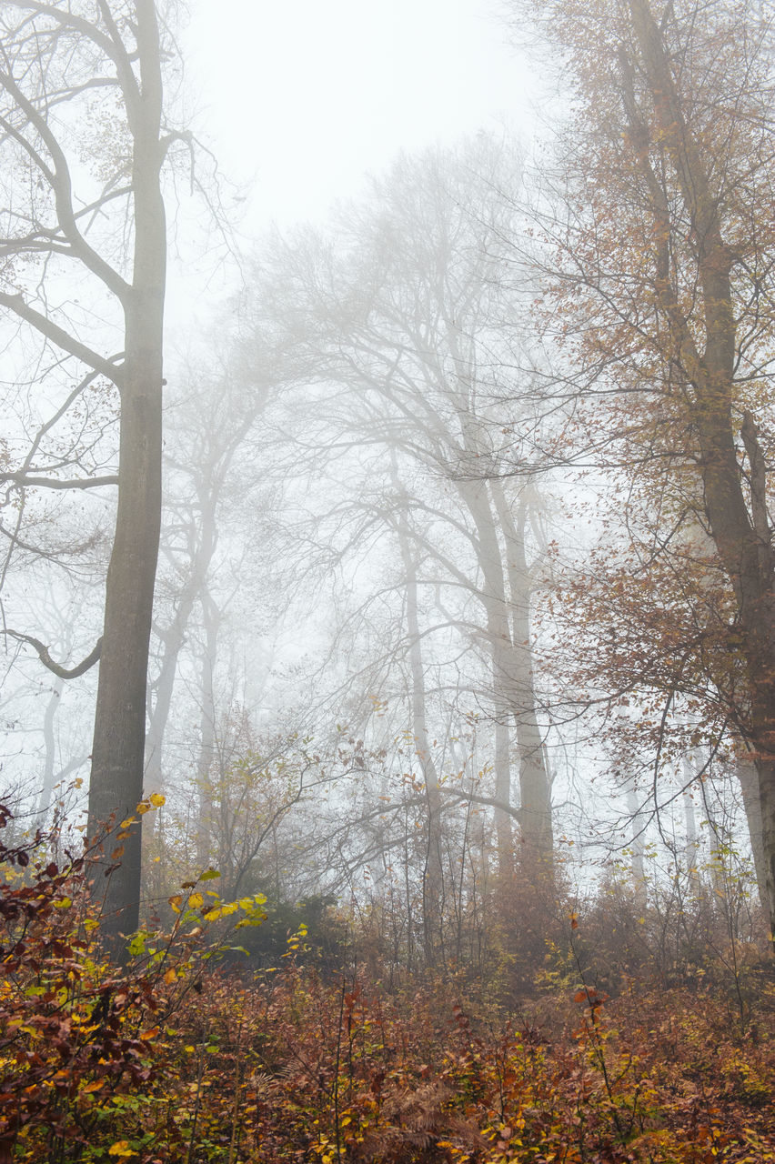 TREES IN FOREST DURING FOGGY WEATHER