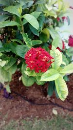 Close-up of red flower