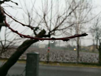 Close-up of wet branches during winter