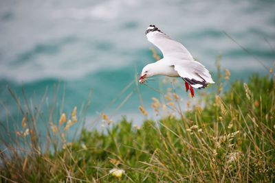Seagull flying over a land