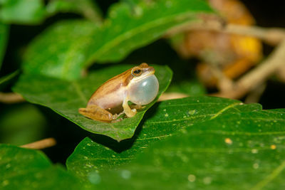 Chiromantis trilaksonoi is a new spesies of amphibian endemic to west java indonesia