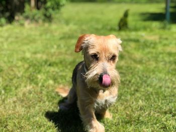 Puppy in a field