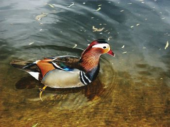 High angle view of bird in water