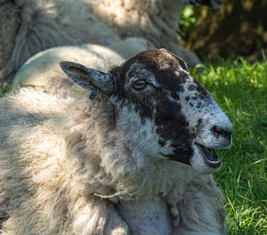 Four week old lambs and sheep low angle view portrait in green grass field