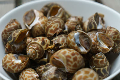 High angle view of shells in plate