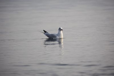 Duck swimming in lake