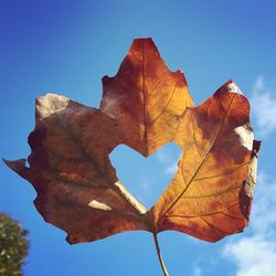 Low angle view of maple leaf against blue sky