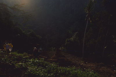 Trees and plants in forest