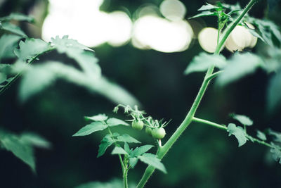 Close-up of leaves tomato background