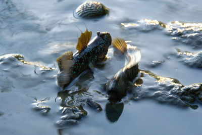 Fish swimming in sea