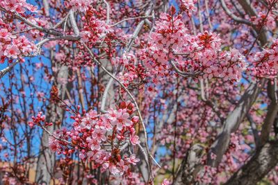 Close-up of pink flowers on tree