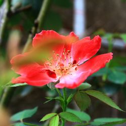 Close-up of red rose flower