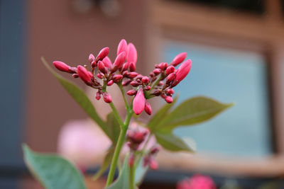 Close-up of pink flowering plant