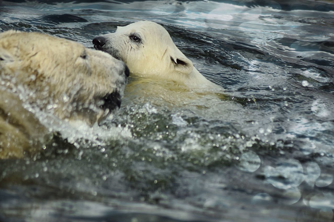 Icebears in the water