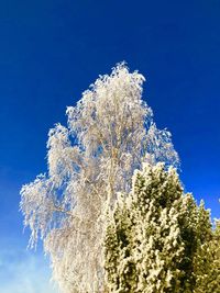 Low angle view of frozen tree against blue sky