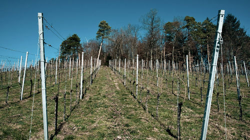 Panoramic shot of trees on field against sky