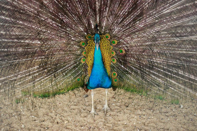 Close-up of peacock