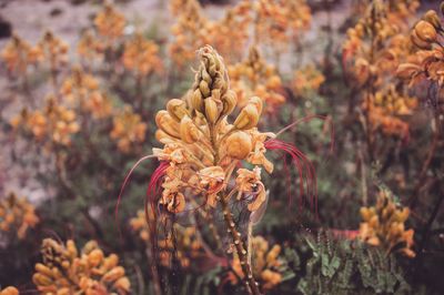 Close-up of wilted flower