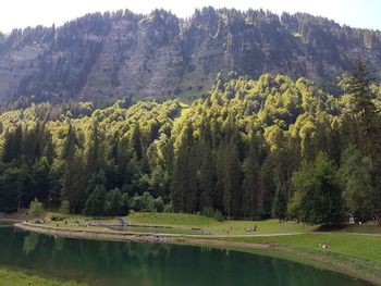 Scenic view of lake and trees in forest