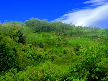 Scenic view of trees on field against blue sky