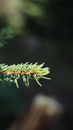 Close-up of leaf on tree