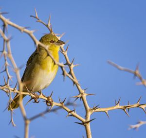 Low angle view of bird perching on branch against blue sky