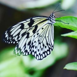 Close-up of butterfly perching on leaf