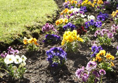 Close-up of purple flowers blooming in field