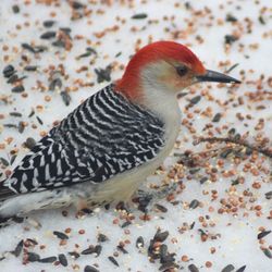 Close-up of bird perching outdoors