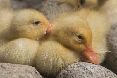 Fluffy little ducklings on the stones near a pond