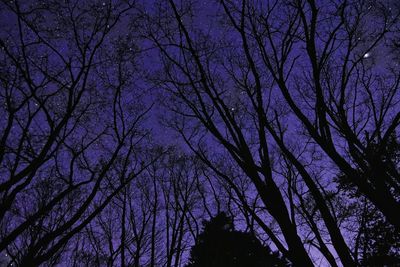 Low angle view of bare trees against sky