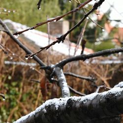 Close-up of bird perching on branch