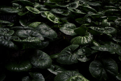 Full frame shot of leaves