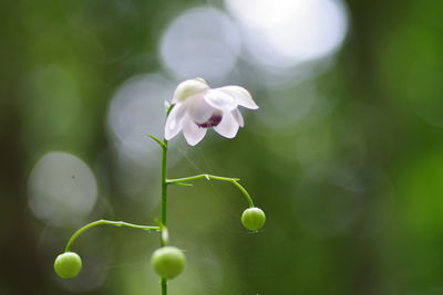 Close-up of white flowering plant