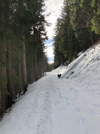 Snow covered road amidst trees in forest against sky