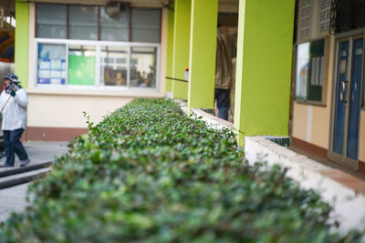 View of potted plants on building