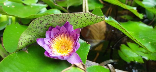 Close-up of lotus water lily in pond