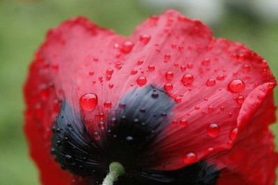 Close-up of red flower