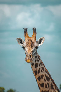 Low angle view of giraffe against sky