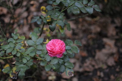 Close-up of pink rose