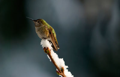 Close-up of bird perching on snow