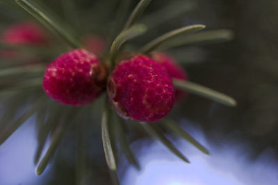 Close-up of red berries on plant