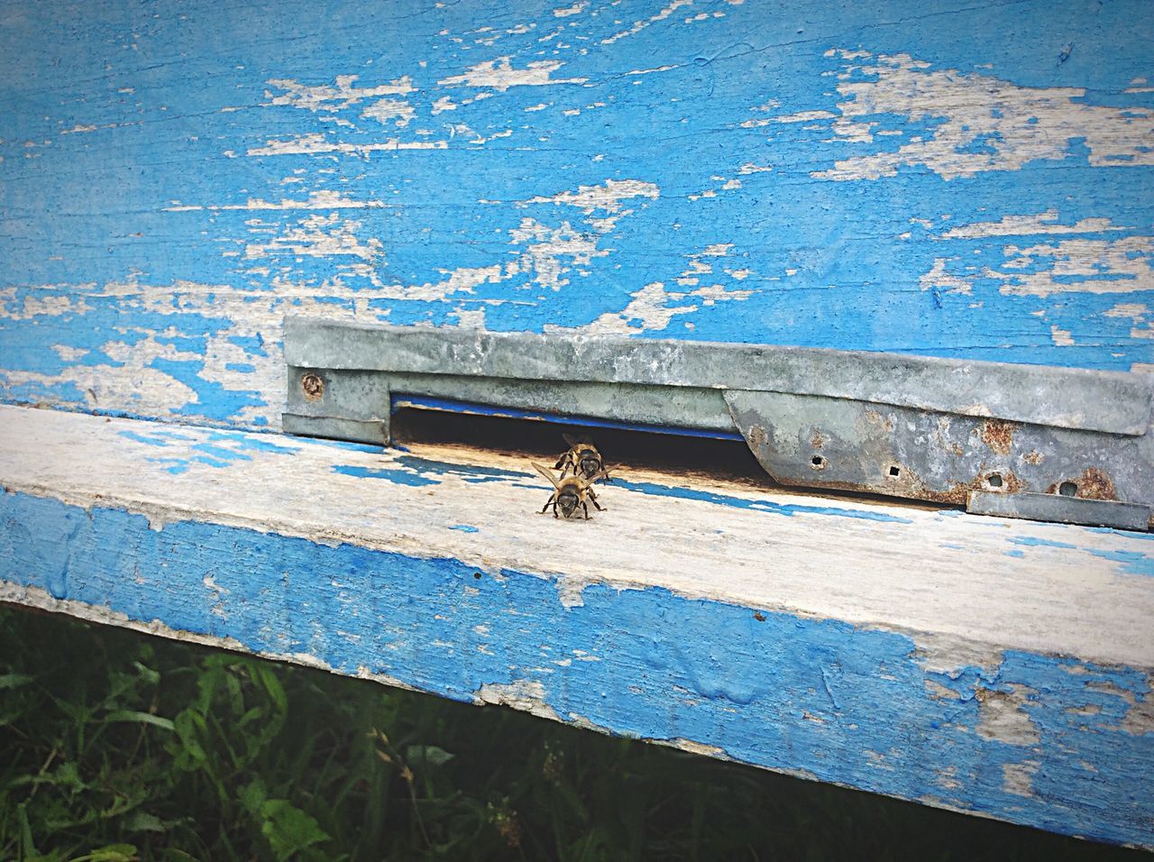 animal themes, one animal, wall - building feature, blue, wildlife, weathered, outdoors, built structure, high angle view, animals in the wild, wood - material, day, wall, no people, abandoned, architecture, graffiti, street, close-up, plank