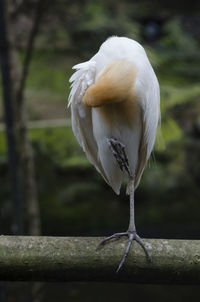 Close-up of bird perching on a railing